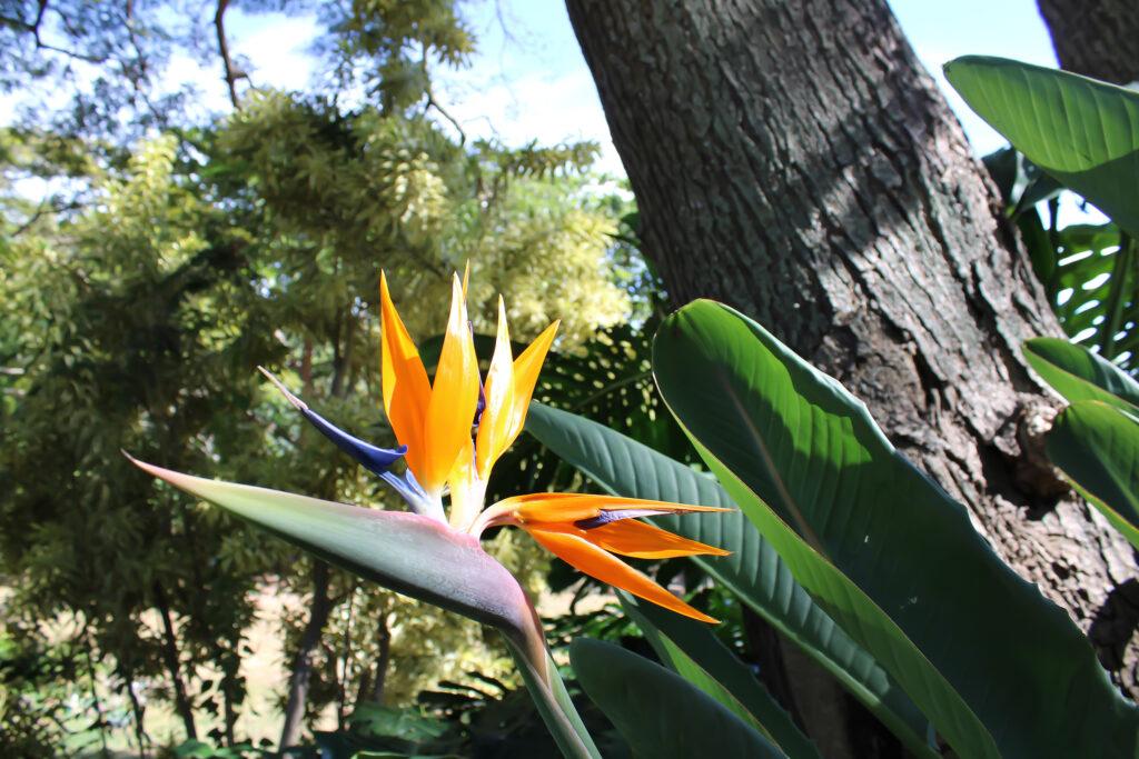 Iao Valley Inn, a Bird of Paradise