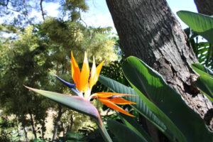 Iao Valley Inn, a Bird of Paradise