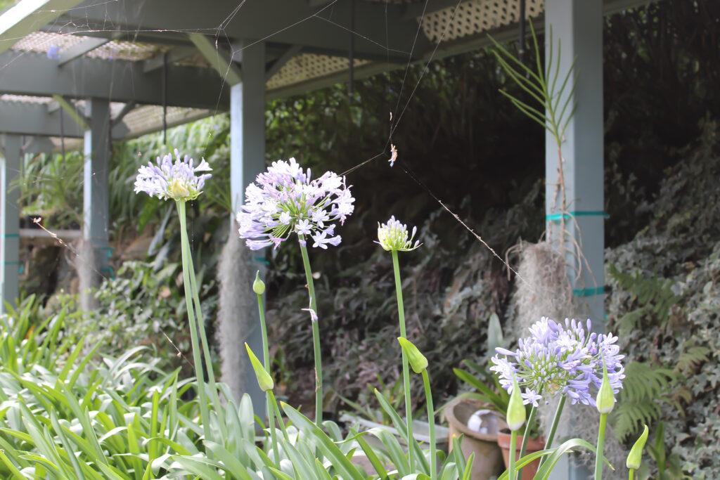 Iao valley inn blue agapanthus flower