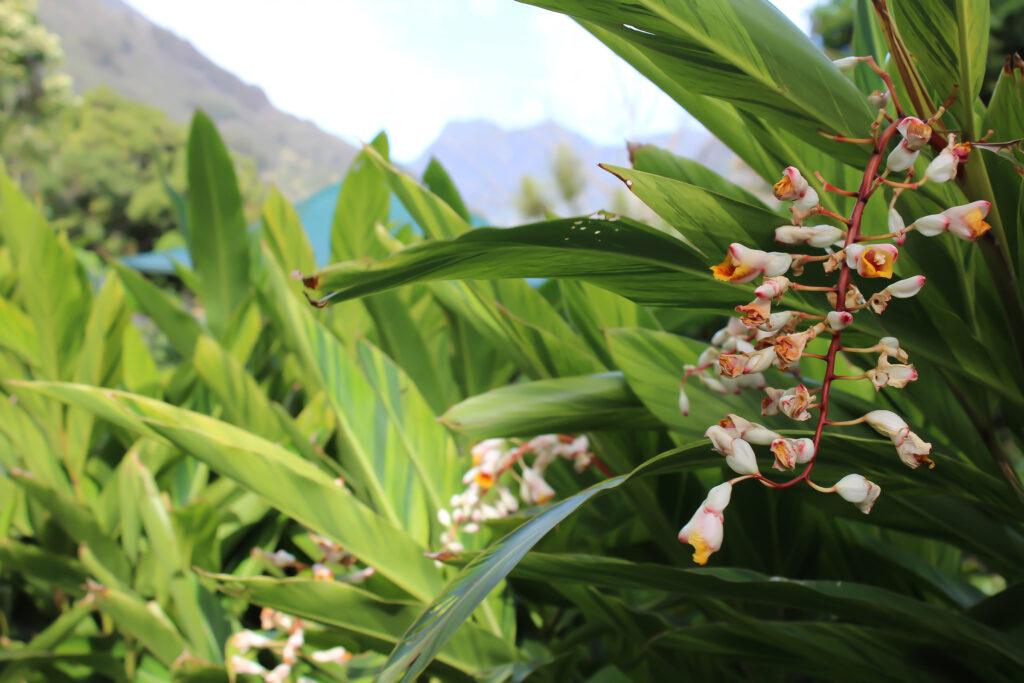 Iao valley inn coral ginger flower