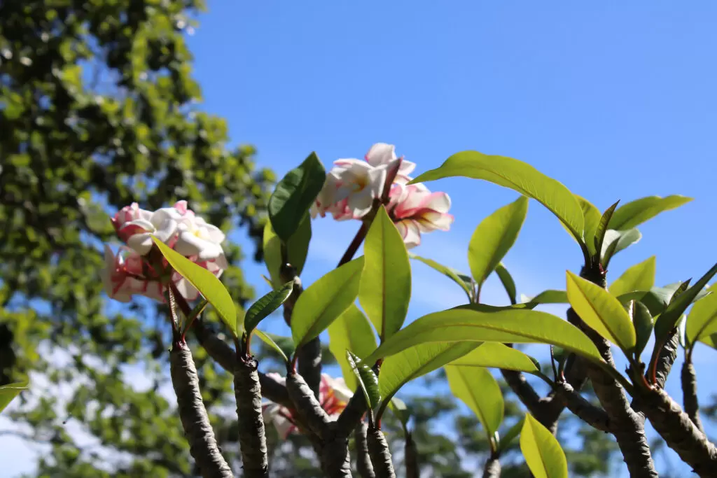 Iao valley inn flowering plumeria tree