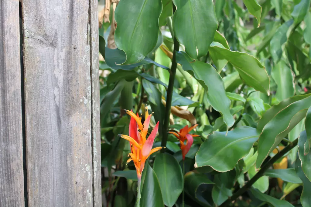 Iao valley inn heliconia flower