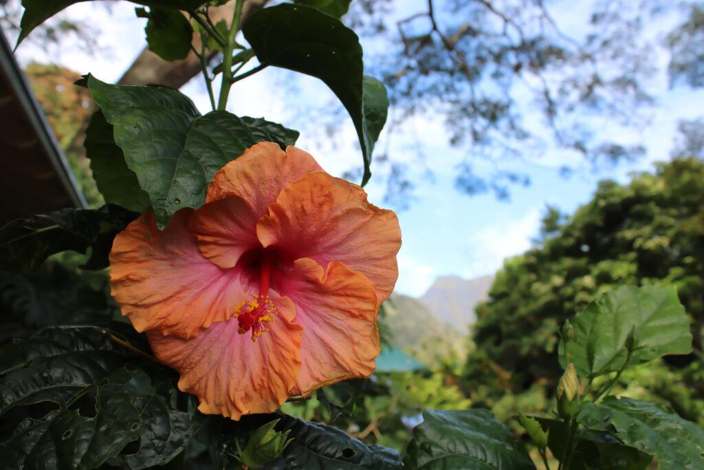 Iao valley inn orange hibiscus