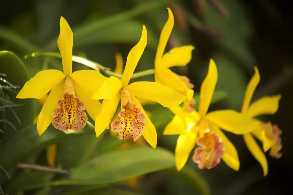 Iao valley inn orchid flower