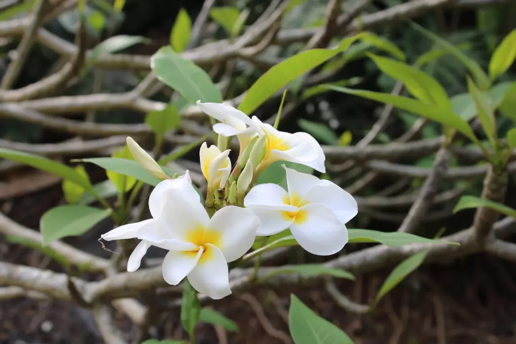 Iao valley inn plumeria flowers