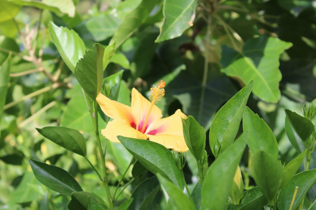 Yellow hibiscus flower