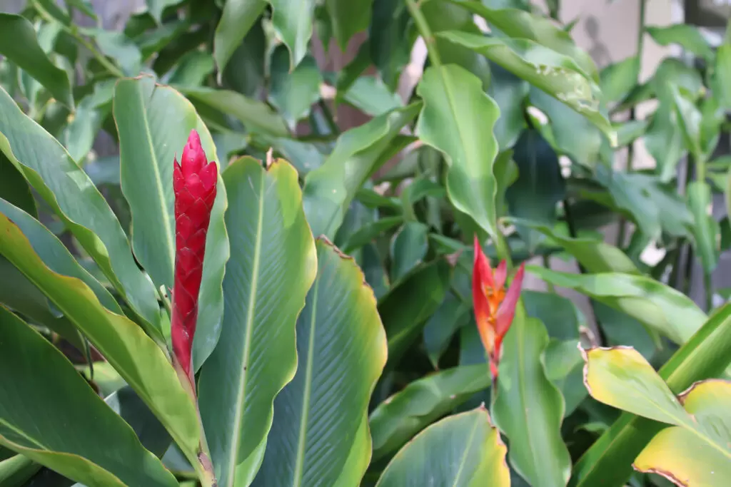 Iao valley inn red ginger flower