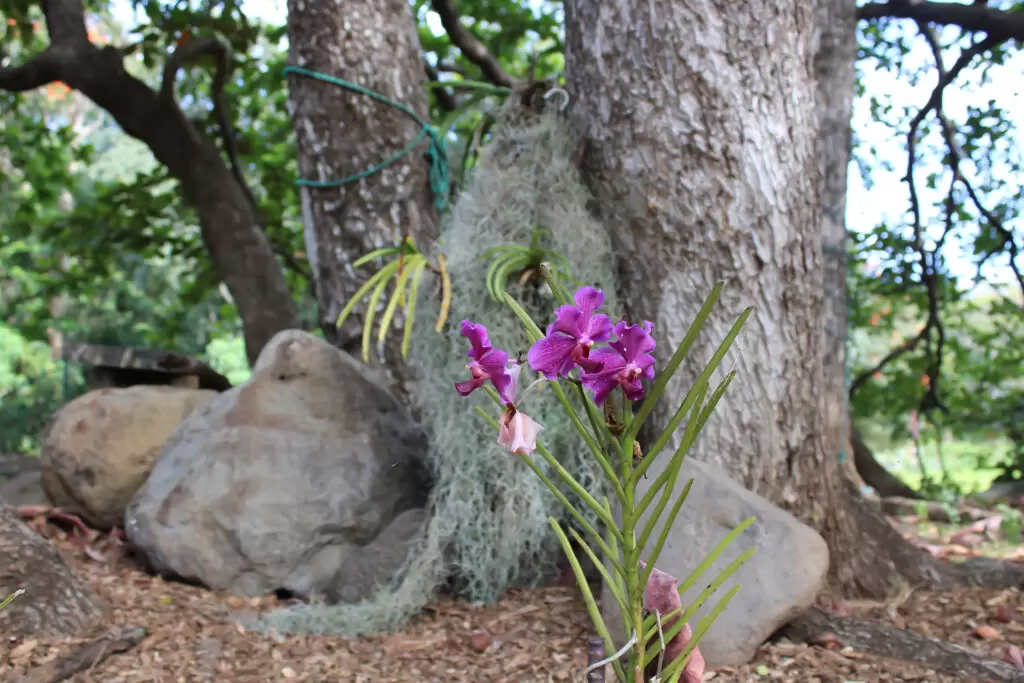 Iao valley inn vanda orchid flower