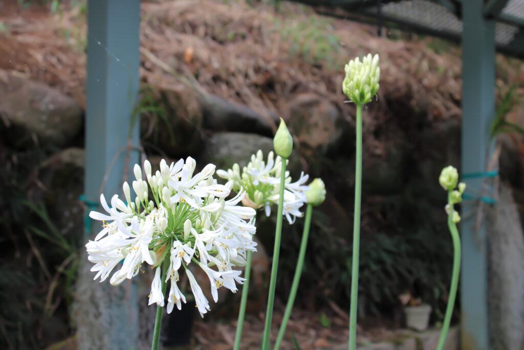 Iao Valley Inn white agapanthus flower