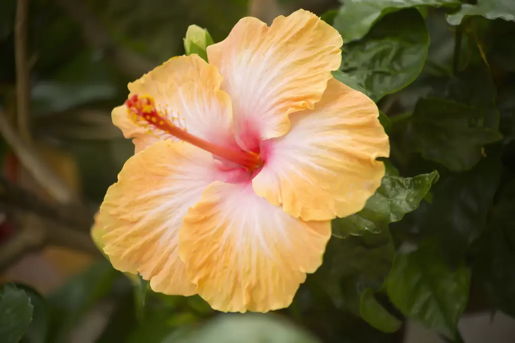 Iao valley inn yellow hibiscus flower