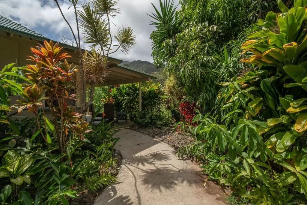 Walkway through tropical plants from main house to cottage